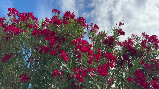 Nerium Oleander red blooming shrub in the Mediterranean garden.