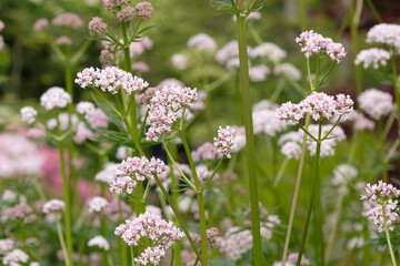 Obraz premium White Valeriana Officinalis, common Valerian in flower.