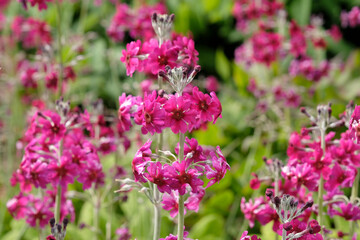 Obraz premium Pink Primula pulverulenta, mealy primrose in flower.