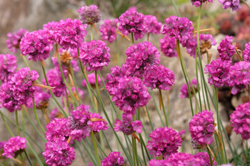 Obraz premium Fuchsia pink Armeria maritima, great thrift in flower.