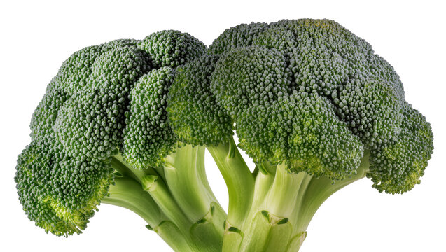 Isolated fresh green healthy broccoli florets and stems, raw nutritious vegetable food ingredient