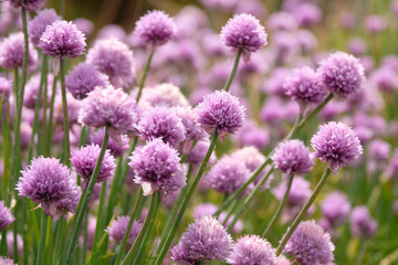 Obraz premium Pink Allium schoenoprasum, or chives, in flower.