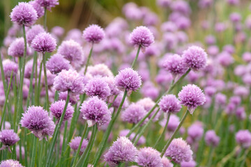 Fototapeta premium Pink Allium schoenoprasum, or chives, in flower.