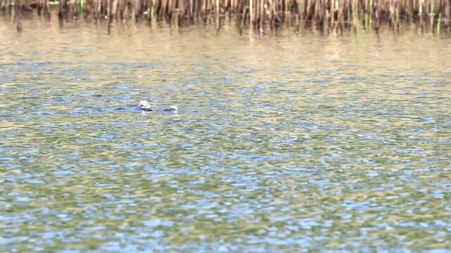A cute little grebe in the lake, a little grebe swimming in the lake and then diving under, reeds in the background, slightly rippled water surface, gentle waves on the pond, Tachybaptus ruficollis