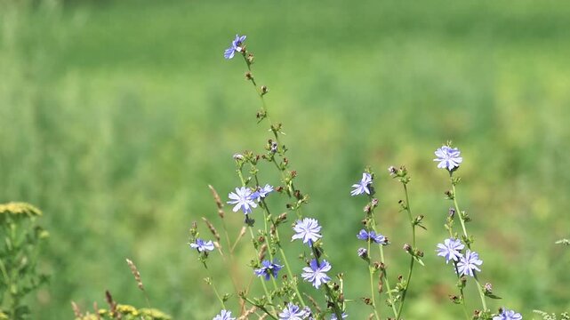 Blue chicory in full bloom, purple blossoms sway gently in the wind in a meadow, insects buzz around chicory flowers, blue flower with pollen, green background, Cichorium intybus