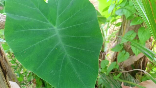 Close up of a large green taro leaf with detailed veins