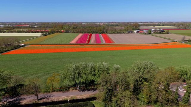 Aerial view of colorful tulip fields with vibrant red, pink, purple, and orange rows surrounded by farmland, trees, and rural buildings under clear daylight conditions