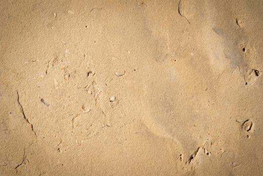 Beige limestone rock surface showing ancient shell fossils and natural texture, creating abstract background for geology, history, and organic patterns