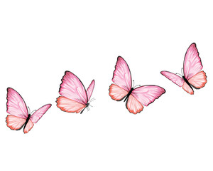 Obraz premium set of butterflies isolated on white pink monarch