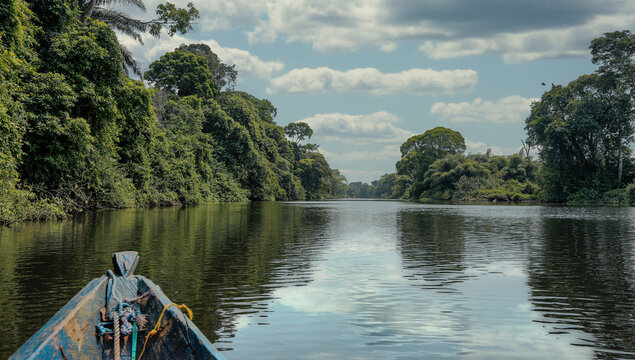 View from a traditional wooden canoe traveling along a remote rainforest river in southern Cameroon on the way to a Bagyeli indigenous community.
