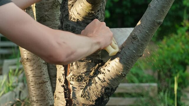 Sawing a branch on a tree with a handsaw