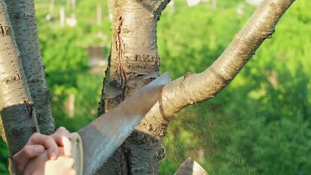 A man cutting a tree branch with a handsaw, close-up