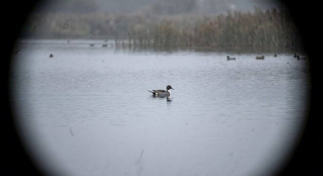 Northern pintail duck swimming on a calm lake in a misty wetland environment