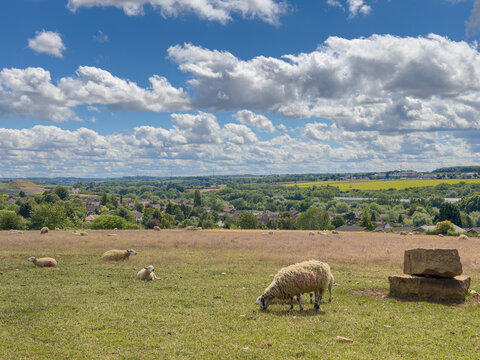 herd of sheep