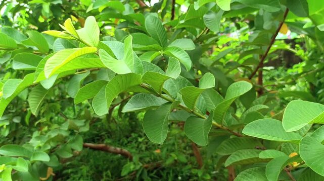 Close up of fresh green guava leaves on a tree branch
