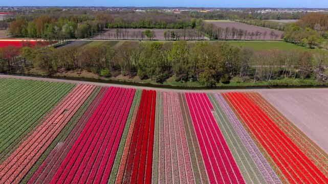 Aerial view of colorful flower fields with long parallel rows of red, pink, purple, and green plants surrounded by farmland, trees, and rural landscape under clear daylight conditions