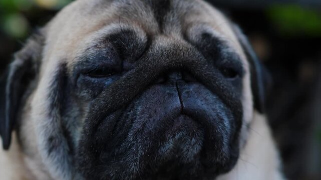 Close-up of an adorable pug looking directly into the camera with a tired look. The sleepy purebred dog with funny wrinkles on its face falls asleep and slowly closes its eyes