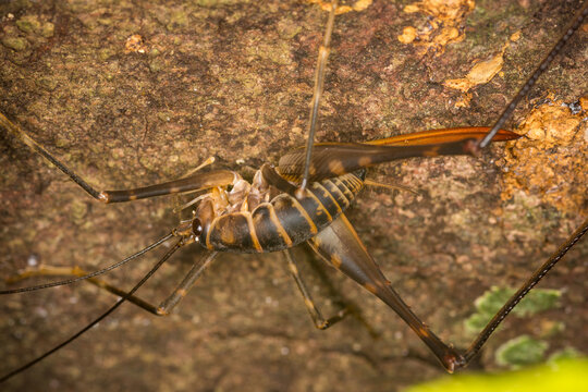 Close up of a Cave wētā which is an ancient insect belonging to the family Rhaphidophoridae, Common names for these insects include cave crickets, camel crickets, spider crickets, and sand treaders. T