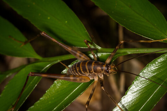 Close up of a Cave wētā which is an ancient insect belonging to the family Rhaphidophoridae, Common names for these insects include cave crickets, camel crickets, spider crickets, and sand treaders. T