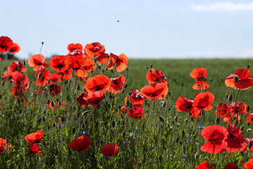 Fototapeta premium Red poppies blooming in green summer field under blue sky