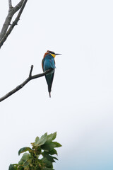 Fototapeta premium European bee-eater in a tree looking for food in its natural environment 