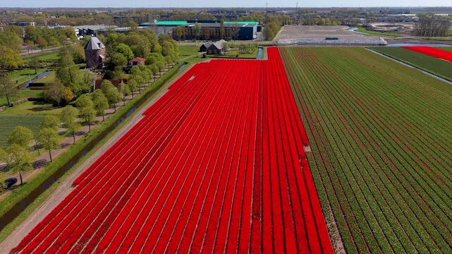 Aerial view of vibrant red tulip fields with green crop rows, canal, trees, nearby farm buildings, parked van, and surrounding rural landscape under clear daylight conditions