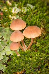 Fototapeta premium Close up of Galerina fungi, a small brown mushroom which is a species of fungus belonging in the family Cortinariaceae. It occurs throughout much of the world