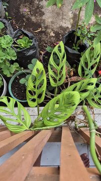 Vertical high angle tracking shot of a Monstera adansonii plant with fenestrated leaves growing next to a wooden fence in a home garden.