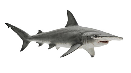 Fototapeta premium shark isolated on white background