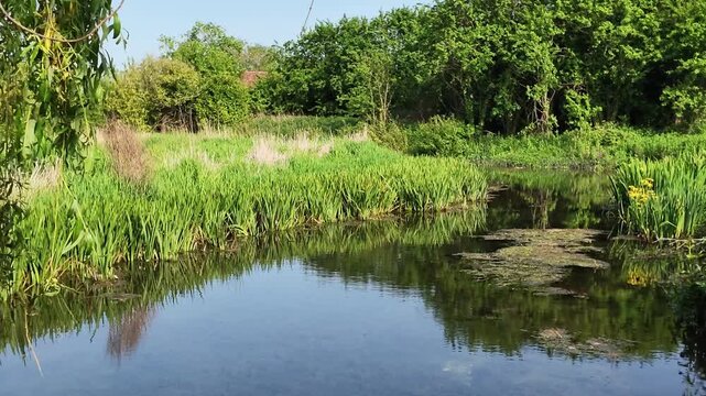Hampshire, dever, valley, 03.06.2026. Video. A tranquil river winds through vibrant green reeds and wildflowers under a clear blue sky, showcasing a peaceful natural environment