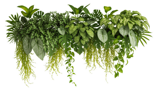 Isolated lush green tropical houseplants arrangement with hanging foliage for modern interior design