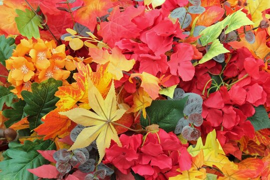 Artificial autumn floral arrangement background with colorful red orange yellow maple leaves and hydrangea flowers decoration backdrop for thanksgiving holiday seasonal display top view closeup