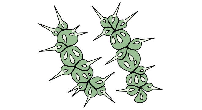 Scientific diagram illustrating two spiky green microalgae chains of Scenedesmus on a clean white background.