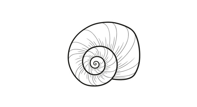 Detailed hand-drawn black and white sketch of a classic spiral seashell on a clean white background, vector.