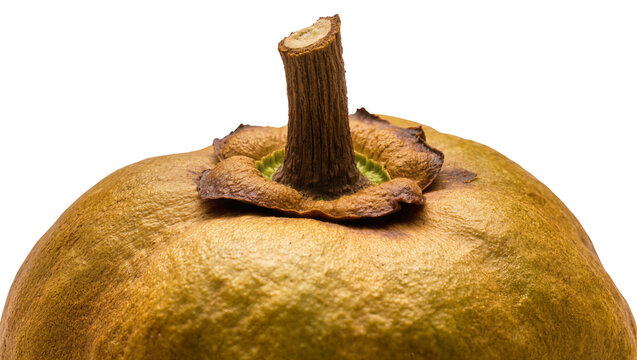 Isolated ripe tropical fruit with a distinctive brown stem and rough, earthy textured skin
