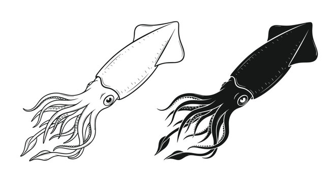 Ink squids vector illustration shows one detailed black line art version and one solid black silhouette on white.