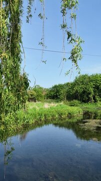 Hampshire, dever, valley, 03.06.2026. Video. A tranquil river winds through vibrant green reeds and wildflowers under a clear blue sky, showcasing a peaceful natural environment