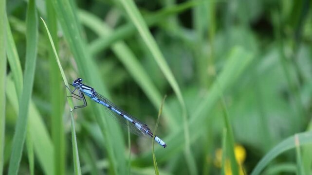 blue damselfly at rest in the grass