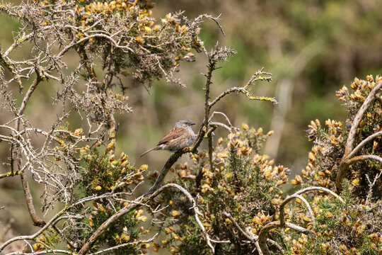 Dunnock on Gorse