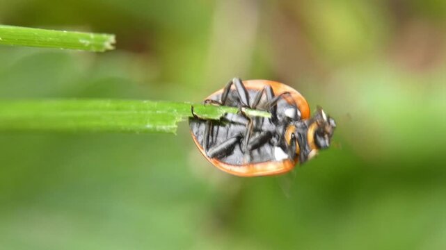 Red seven-spot ladybug hanging upside down on thin green grass blade showing underside anatomy. Soft light, close-up, blurred background. Tiny World and Vulnerability.