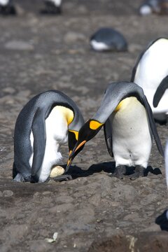 King penguins inspecting a penguin egg