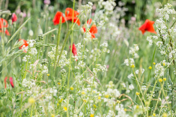 Fototapeta premium Colorful wild flower meadow with red poppy and silene