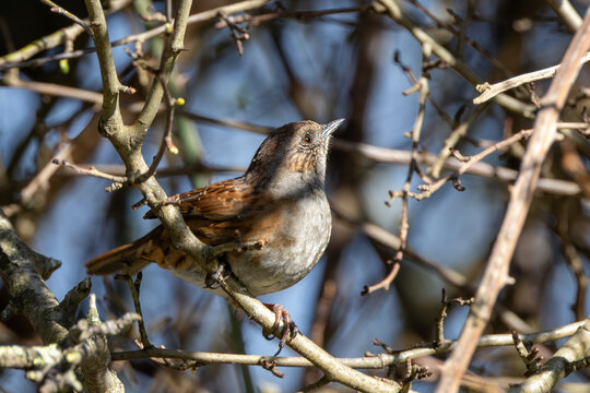 Dunnock Looking Up