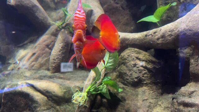 Symphysodon aequifasciatus discus fish swimming among driftwood and Anubias barteri aquatic plants in a freshwater aquarium. Tropical ornamental fish, aquascaping, exotic biodiversity, underwater wild