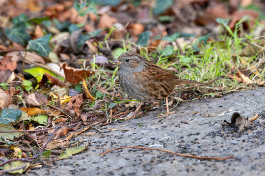 Dunnock Feeding on the Ground