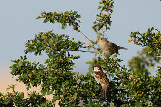 Italian sparrow (Passer italiae) male and fledgling juvenile perched on a green hawthorn branch (Crataegus monogyna) with berries