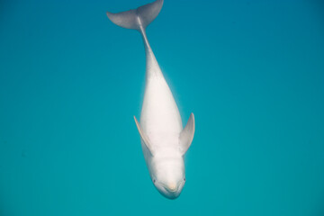 Bottlenose dolphin in the Bahamas © willtu