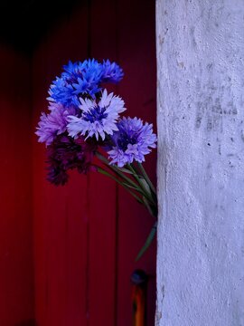A beautiful bouquet of blue and purple cornflowers near a rustic red wooden wall