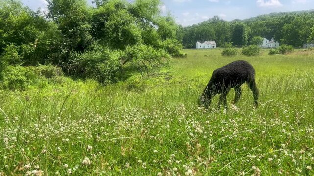 Black sheep grazes alone in idyllic rural Pennsylvania landscape with distant whitewashed buildings of historic colonial American village background nature tall green grass meadow trees tranquil scene