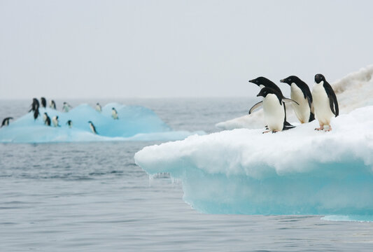Adelie penguins on an iceberg in the Southern ocean